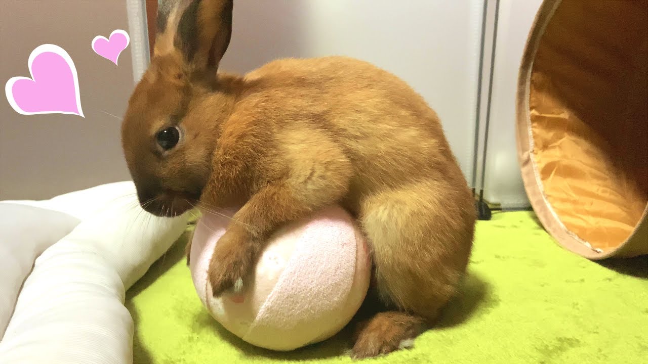 うさぎ ボールにマウンティングするうさぎがかわいい Rabbit S Mounting Youtube