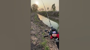 câu lure cá lóc khổng lồ | tâp 2 | top câu cá