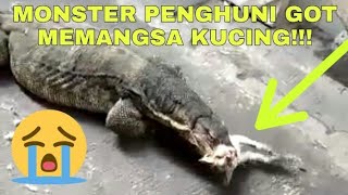 Viral, Video Biawak Sebesar Komodo dari Selokan Makan Kucing 
