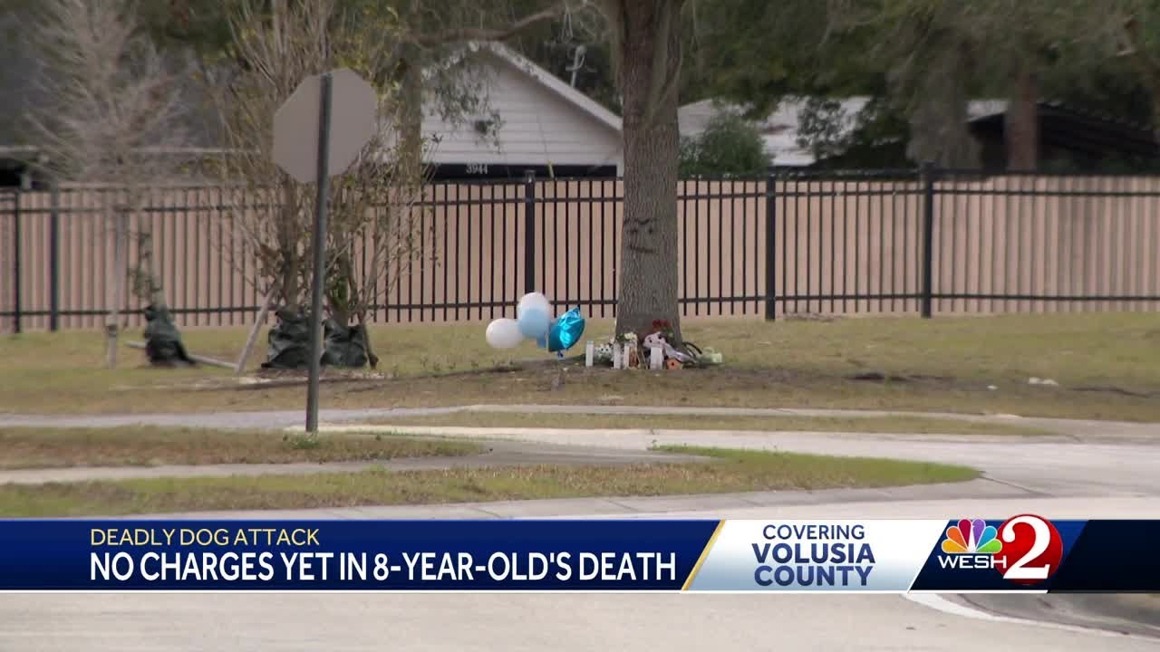 Volusia County dogs that brutally mauled 8-year-old boy to be euthanized, officials say