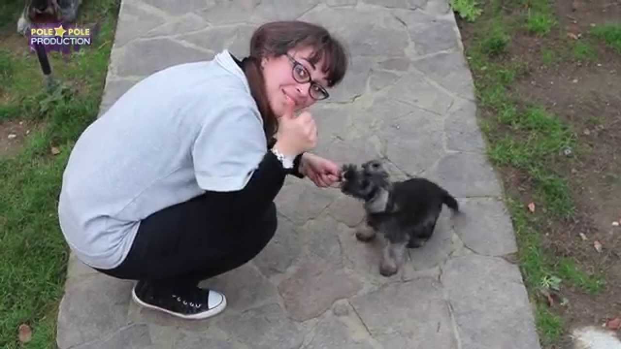Tutorial Come Insegnare Il Seduto Al Cane In Poche E Semplici Mosse Youtube