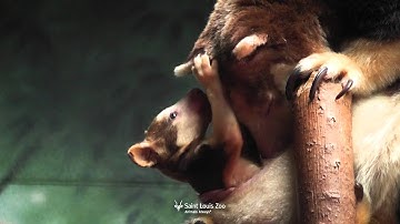 Tree kangaroo joey in mom