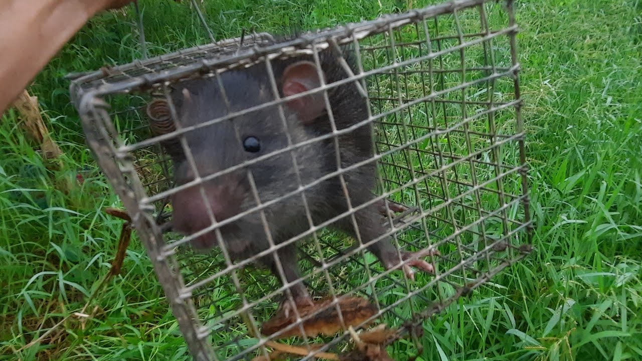 Tiếp tục lại có  hàng khủng bít long điểm  mới /Hòa Nguyễn chuột đồng 