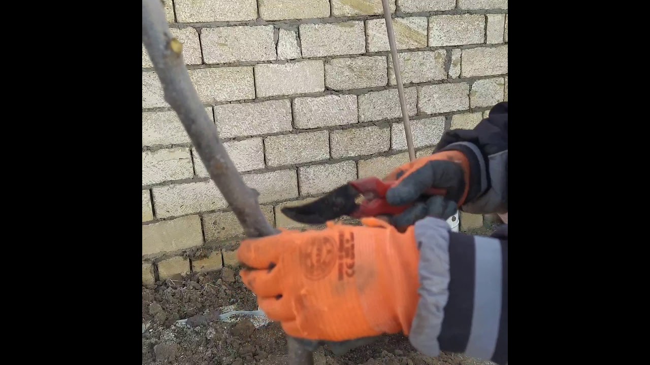 AĞACLARIN DÜZGÜN ƏKİLMƏ QAYDASI