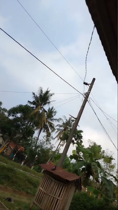 burung merpati lucu