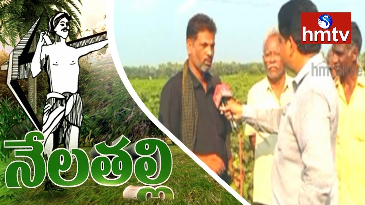 Cotton Farmers Demand Minimum Support Price | West Godavari District | Nela Talli | hmt