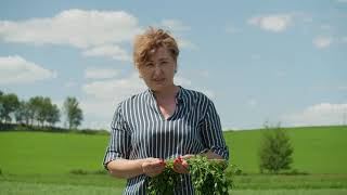 видео: Люцерна: рекомендации по возделыванию, срокам укоса и подкормке на примере сорта РАХЕЛЬ КоссадСеманс картинка: Люцерна: рекомендации по возделыванию, срокам укоса и подкормке на примере сорта РАХЕЛЬ КоссадСеманс