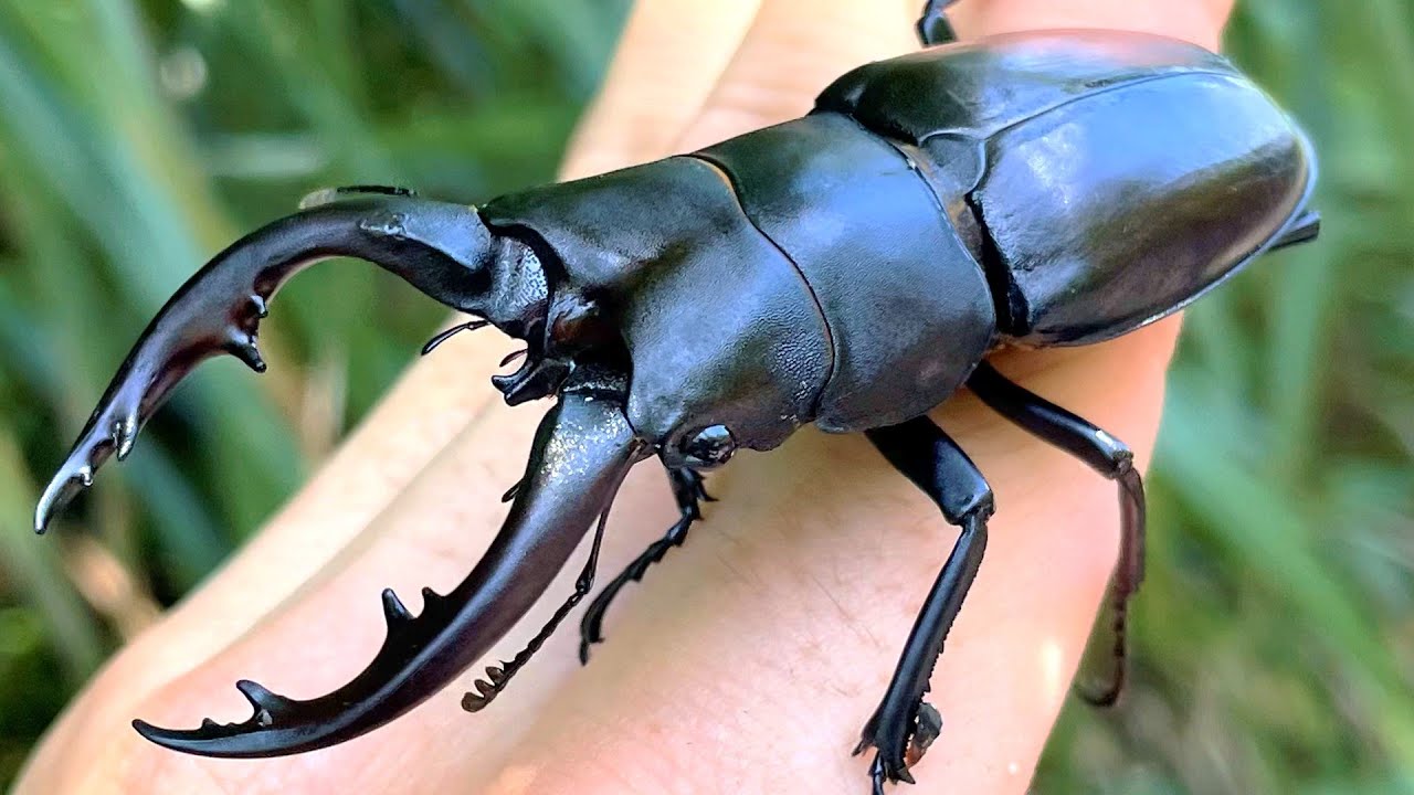 でけええええええ