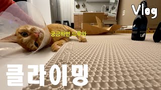 vlog * 고양이 브이로그 | 모래 매트는 왜 등반하는 건데? | 꿀벌 넥카라 스몰 사이즈 | 항상 집사 옆에서 자는 고양이 | 불량한 김호랭 일상 Ep.12 by 기모랭 254 views 1 month ago 9 minutes, 52 seconds