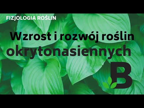 Wzrost i rozwój roślin okrytonasiennych - FIZJOLOGIA roślin - KOREPETYCJE z BIOLOGII - 277