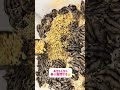 ＃ハムスター#ハムスターのいる生活 #ハムスター好き #ハムスターかわいい面白い #ハムスター好きと繋がりたい #ハムスター動画 #ハムスターの赤ちゃん