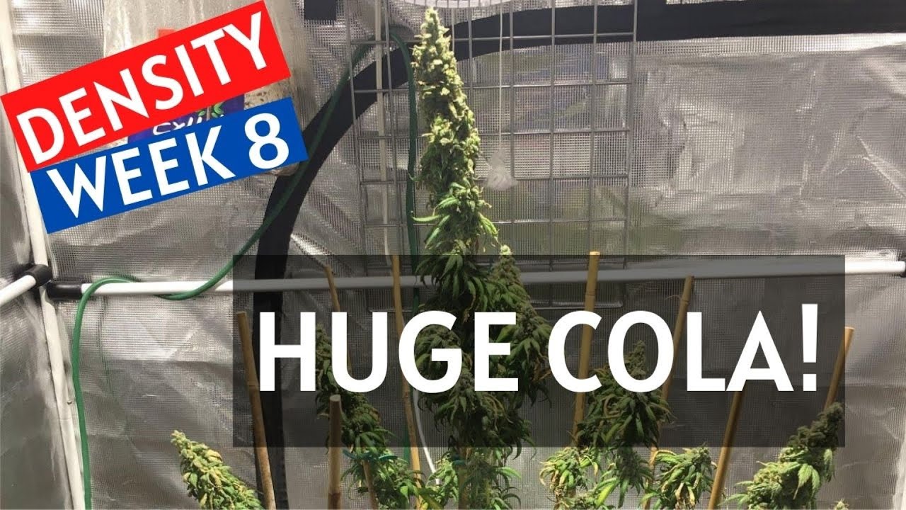 Growing Cannabis: Week 8 of Flower (HUGE COLA!!), Week 4 in the Updated Spider Farmer SF-1000 3x3