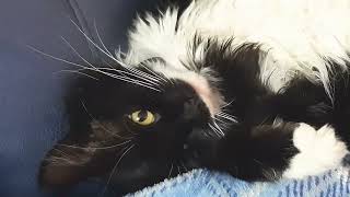 Yellow-green eyes - Mr. Darcy, tuxedo cat by Cat Diary - just sharing days of being a cat 130 views 1 month ago 1 minute, 27 seconds