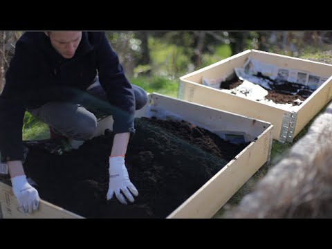 Video: Doftande Dill: Sorter Och Odlingstekniker