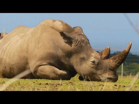 Умер Судан - последний самец северного белого носорога