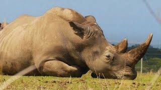 Умер Судан - последний самец северного белого носорога