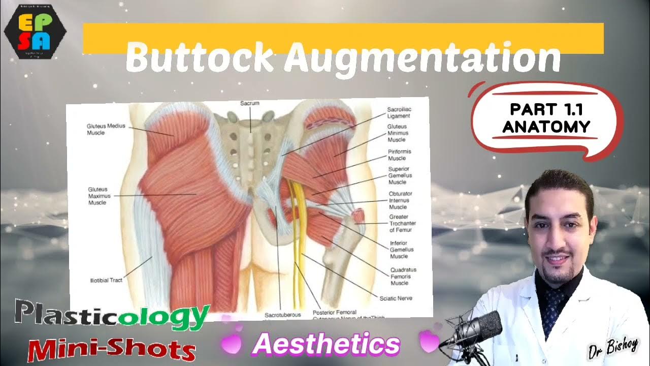 Buttock Augmentation 1.1 Anatomy YouTube