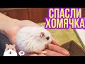 НАШЛИ И СПАСЛИ ХОМЯКА | НОВЫЙ ЧЛЕН СЕМЬИ | ДЖУНГАРСКИЙ ХОМЯК