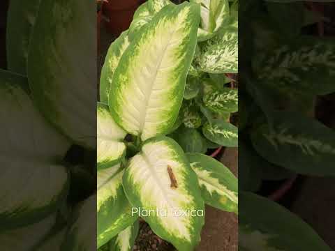 Vídeo: O que há de errado com minha dieffenbachia?