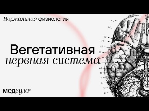 Вегетативная нервная система | Нормальная физиология