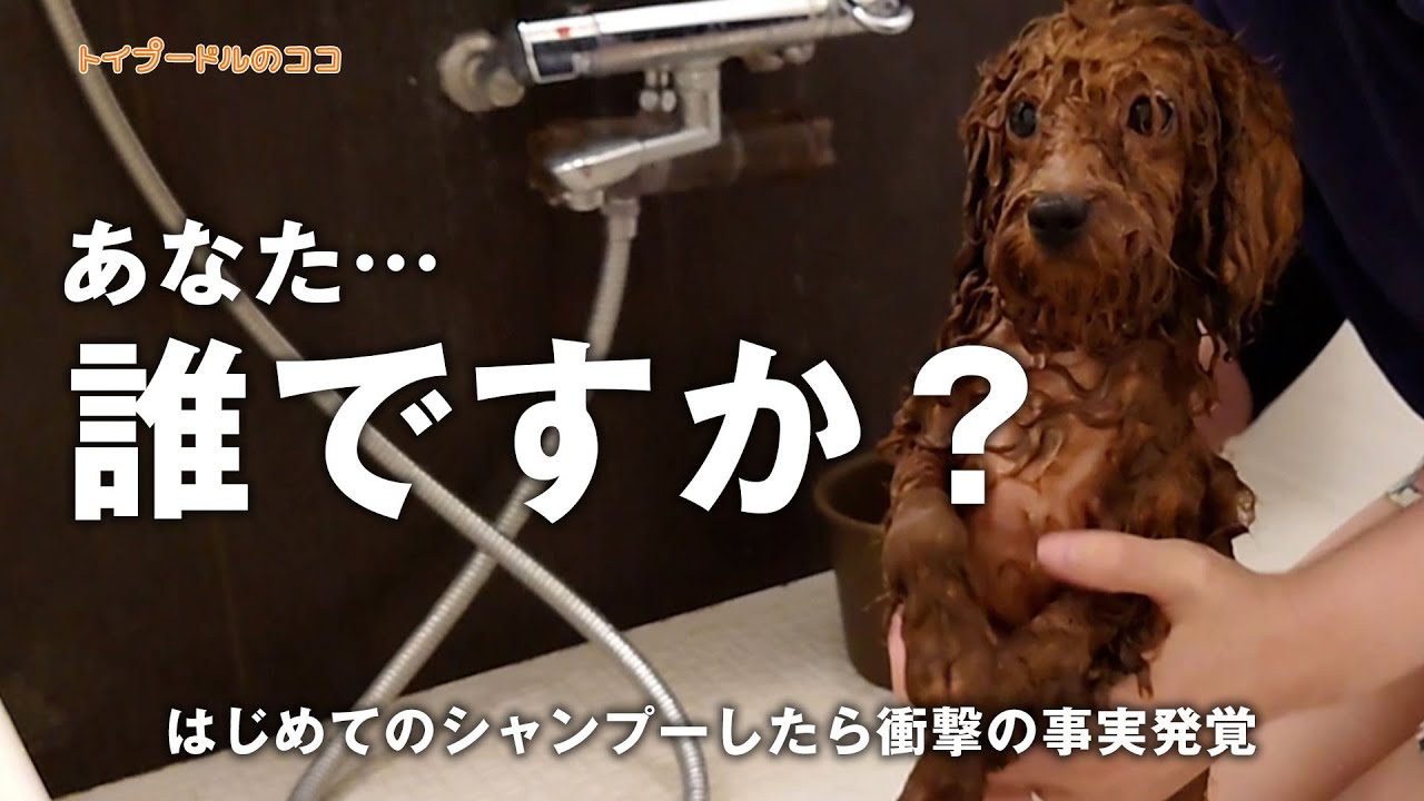 トイプードル 初めてのおうちシャンプーが別犬すぎた Youtube