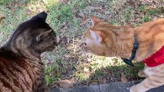 Adorable cats, friendly nose kisses. #catlover #cat #pet #nosekiss @mrmilosadventures