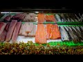 Such a Small Kitchen ! Only 1 person, Sashimi Making / 特色生魚片製作 - Taiwan Seafood