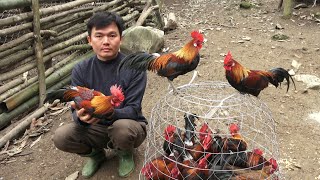 Raising wild chickens and sells. Robert | Green forest life