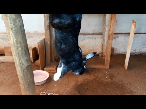 Vídeo: Como Abater Uma Lebre