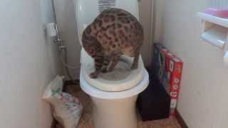 猫の水洗トイレ訓練中　第１ステップ Ben the bengal cat