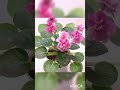 Short slide show of a few old pictures of violets 20