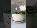A small but beautiful and fragrant lotus pot #shorts