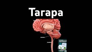 Тагара #индийскиймагазингродно #аюрведа #бады #гродно