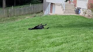 Stella in the grass