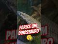 Polypterus Ornatipinnis lindo da loja Flame Angel em SP #polypterus #primitive #fish