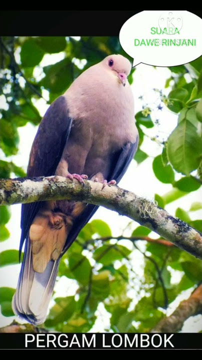SUARA BURUNG PERGAM DI HUTAN GUNUNG RINJANI (DAWE KEDUIT)