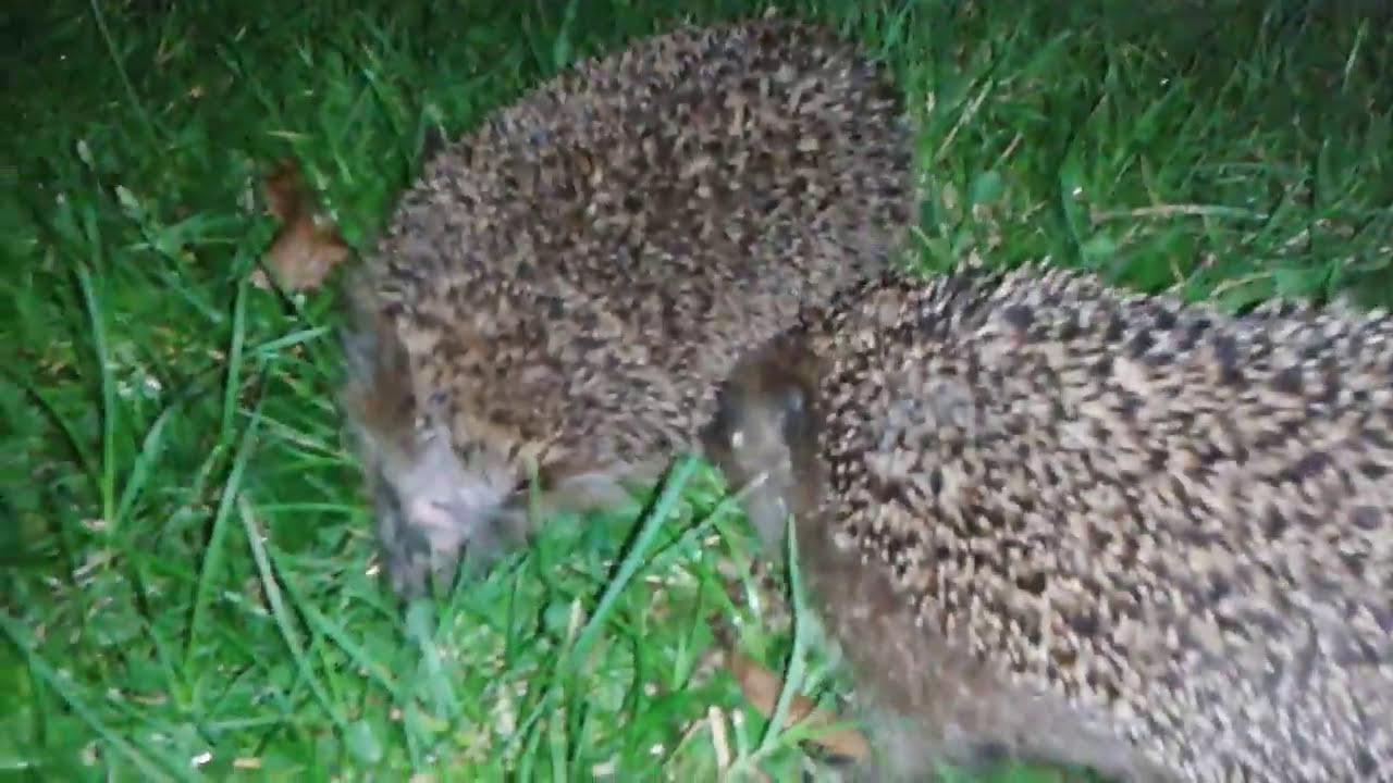 Igel im Liebesrausch