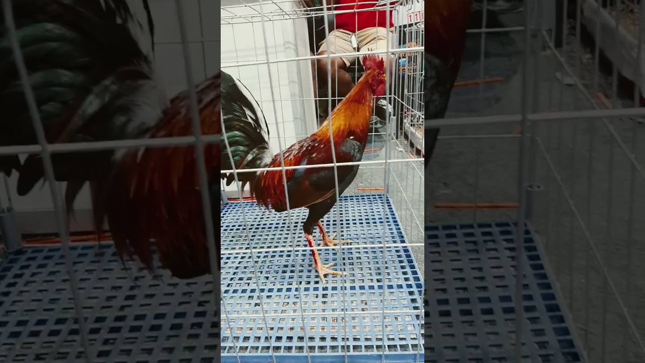 WGE 2025 | Lemon Brood Stag 