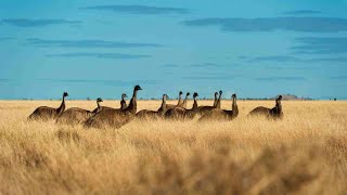 (4K) 'Emu: Australia's Enduring Icon of Strength and Speed'