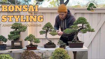 Juniper Bonsai Styling