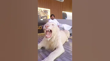شوفوا كيف الاسد مدرب 