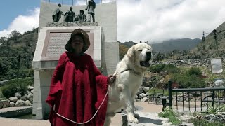 Historia del Perro Mucuchies Raza Canina del Estado Mérida Venezuela
