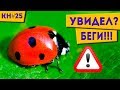 ОТ ЭТИХ НАСЕКОМЫХ НУЖНО БЕЖАТЬ! Котоновости 25