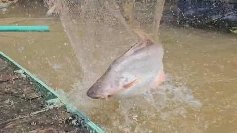 Nay dượng 8 xúc trúng hàng khủng, hu go cả nhà ơi. /VTTV #148