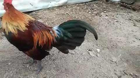 Noob qaib qus pom 2   15/1/2562