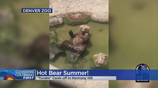 'Hot Bear Summer' At Denver Zoo