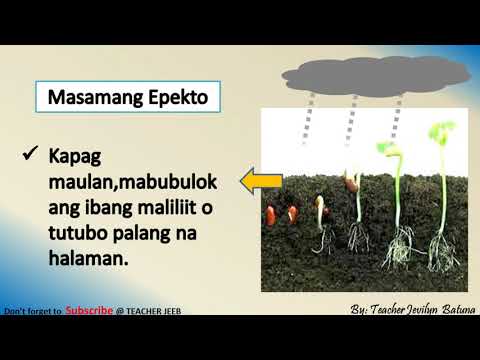 Video: Green Sabon: Mga Tagubilin Para Sa Paggamit Laban Sa Mga Peste Para Sa Hardin At Panloob Na Mga Halaman. Para Saan Ito Ginagamit At Paano Ito Palabnawin? Tambalan