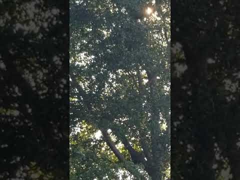 Angry Black Bird sounds