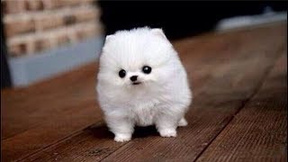 Cute Small Dogs|The Top Smallest Dog Breeds in the World|CUTE DOGS ...