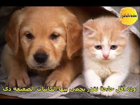 في يومهم مين بيرحمهم الرحمة مش رفاهية دي مسؤولية اليوم العالمي للحيوان